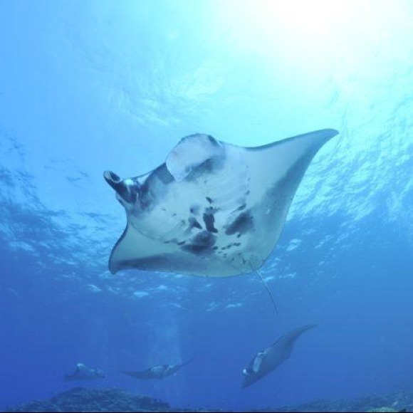 Meet your Posher, Kimberly - Picture 3 of 11